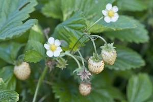 Strawberry 'Yellow Wonder' 